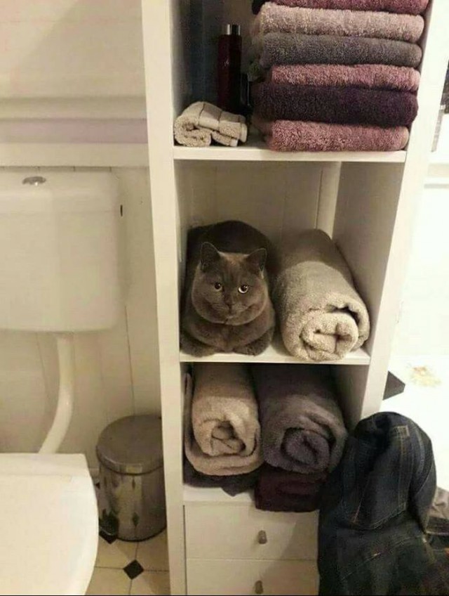 Прикольных котов пост