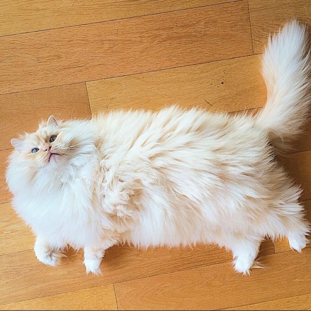 Прикольных котов пост