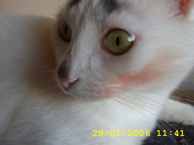Это у котов-то эмоций не бывает?!