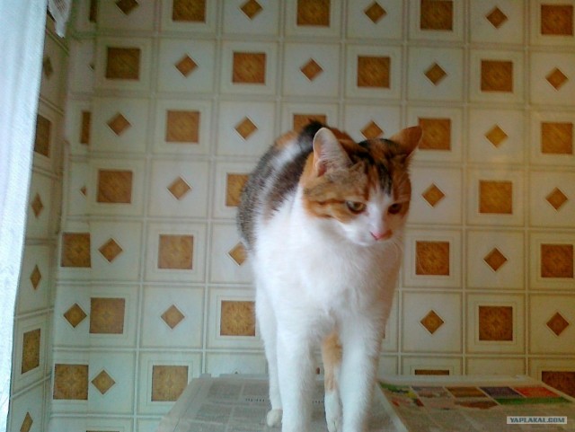 Котовторник стартует