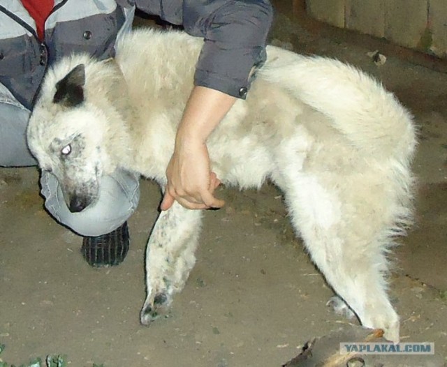 Собака-виновака