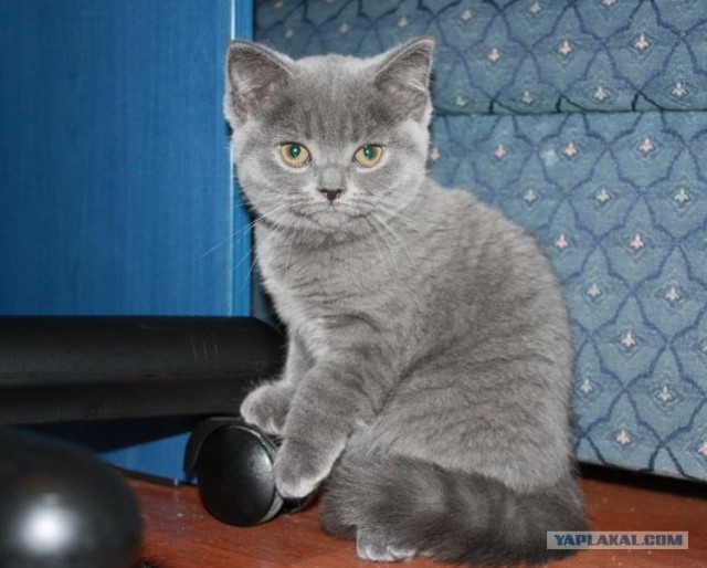 Котовторник 17 января