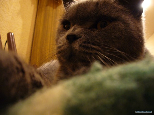 Котовторник (31.01.2012)