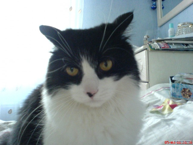 Котовторник (07.02.2012)