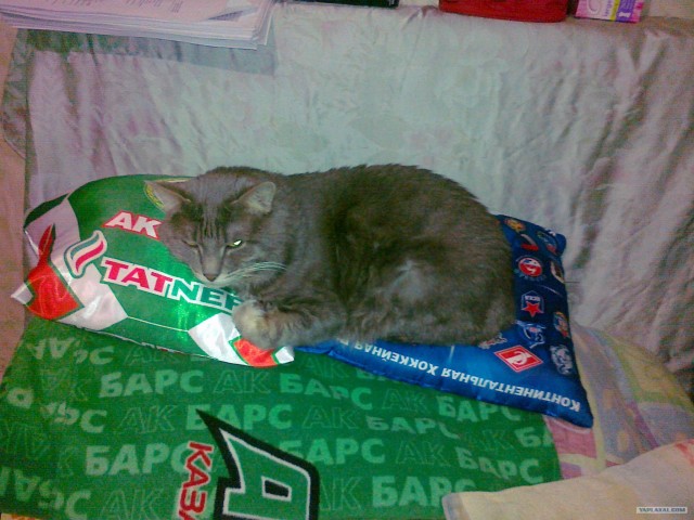 Котовторник  от 3.04.2012