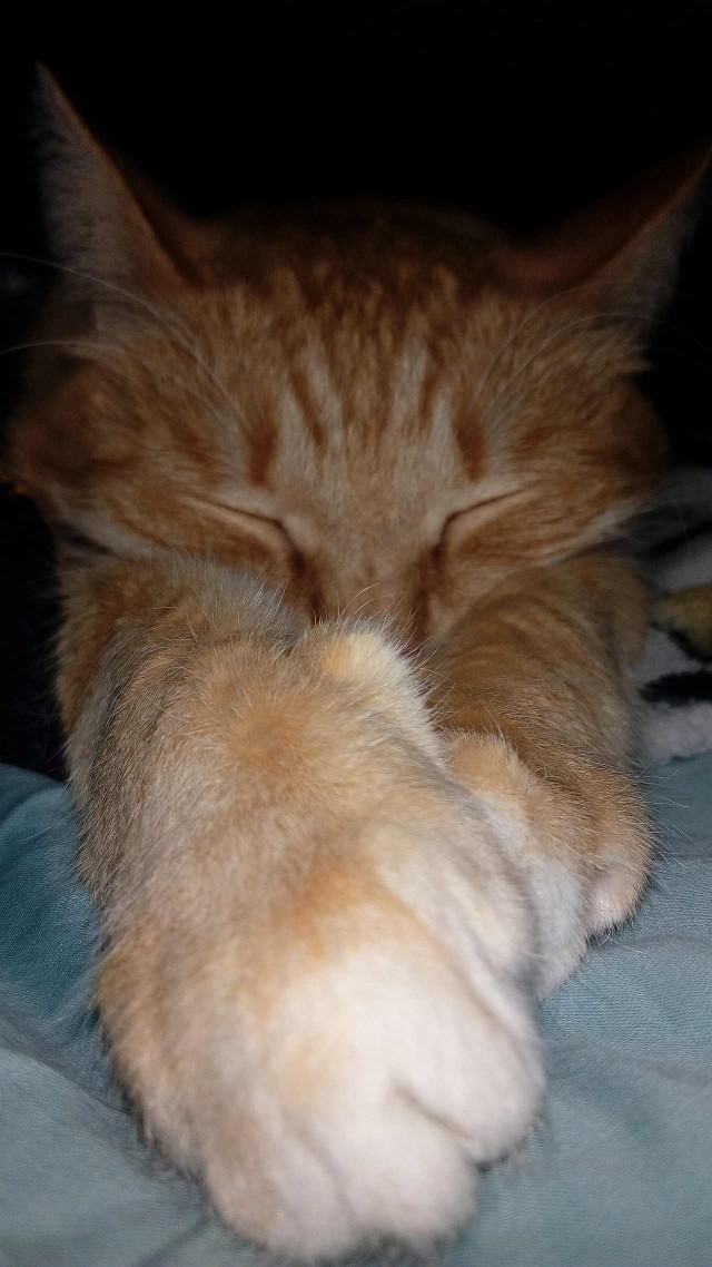 Котовторник 2019