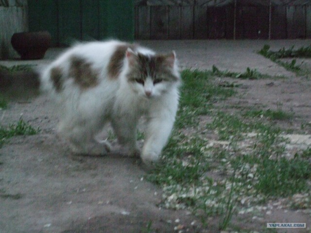 Котовторник 8 мая 2012