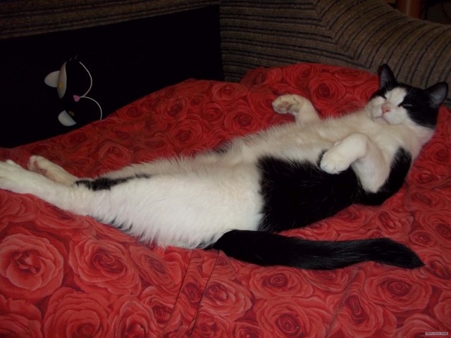 Котовторник (15.05.2012)