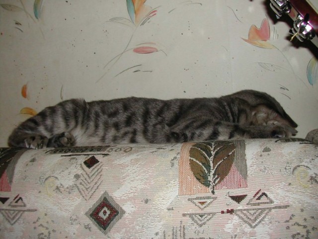Котовторник  28.08.12