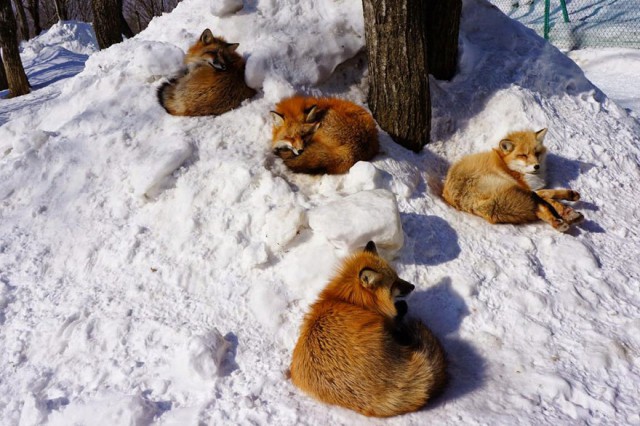 Живность из сети