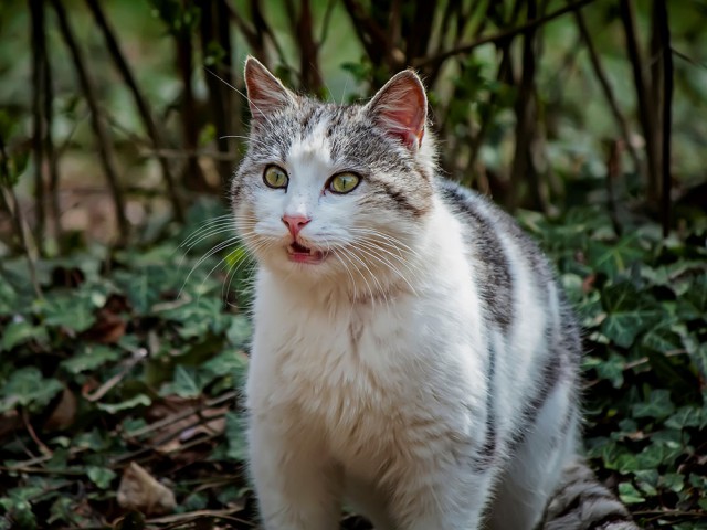 Забавные фото котеек