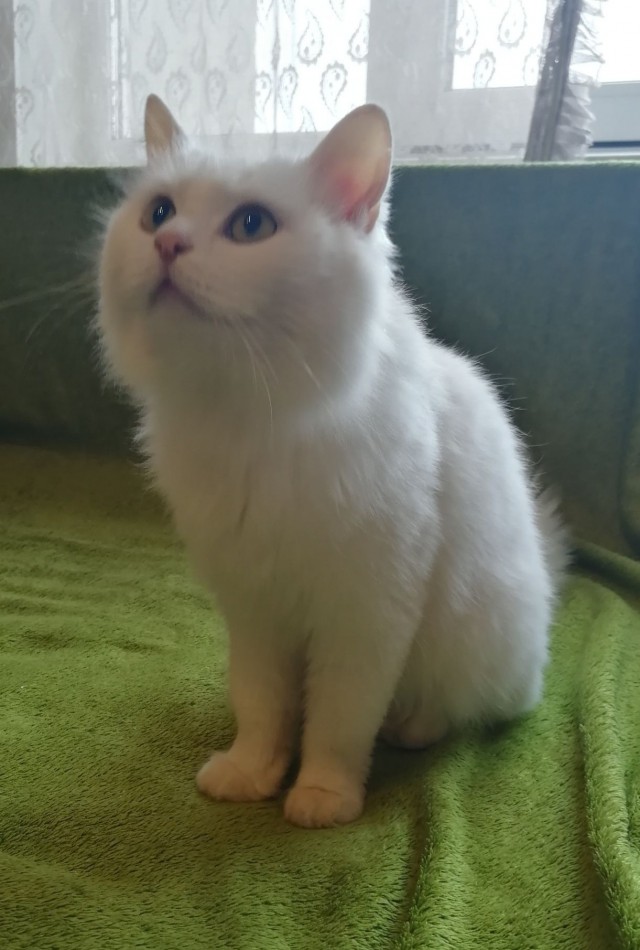 Прикольных котов пост