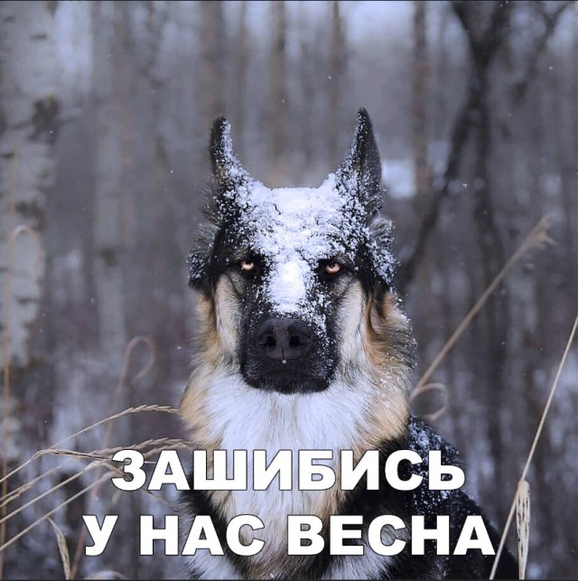 Живность из сети