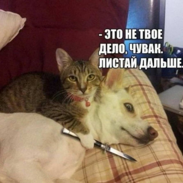 Бери шампур, губы не раскатывай и листай дальше!