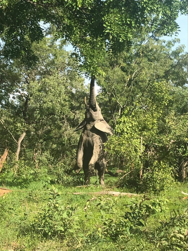 Живность из сети