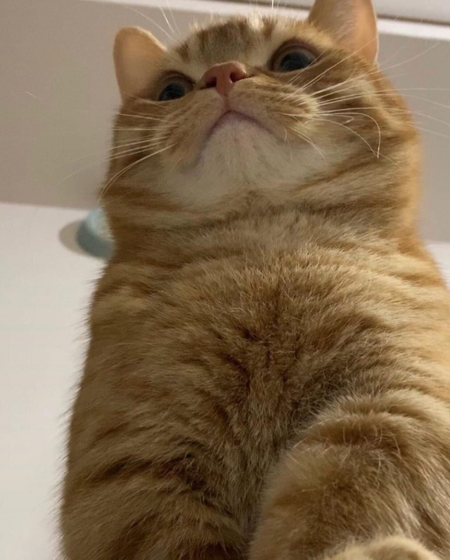 Коты из сети