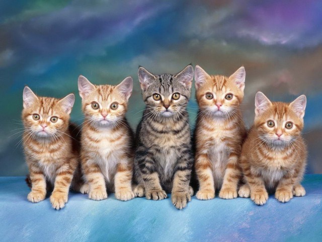 Котофеев пост