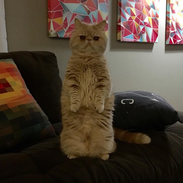 Коты из сети
