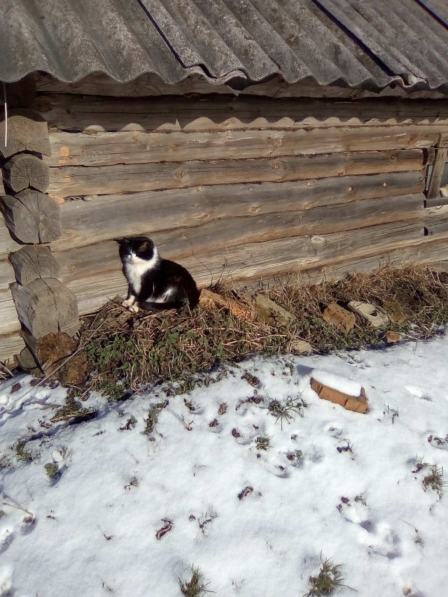 Чуток картинок не про вирус  13.0  Кошки и коты
