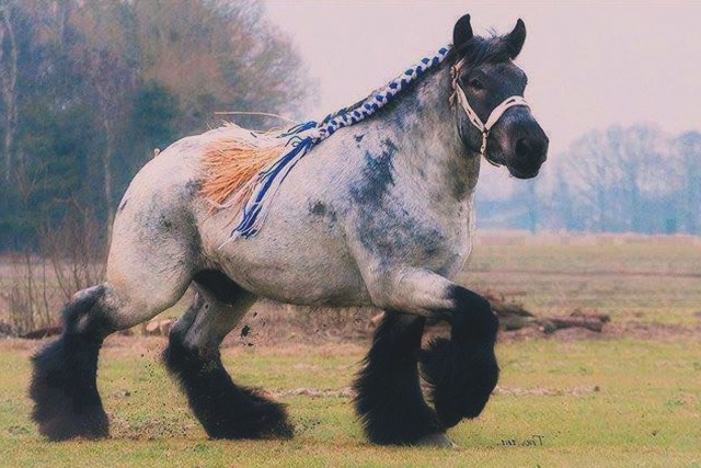 Эти забавные животные