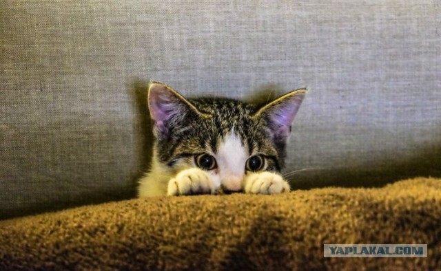 Котовторник?! Коты во вторник!