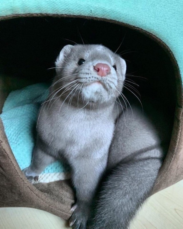 Эти забавные животные