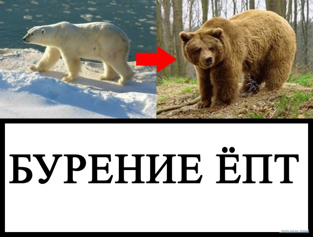 Фотожаба: Бурение убивает