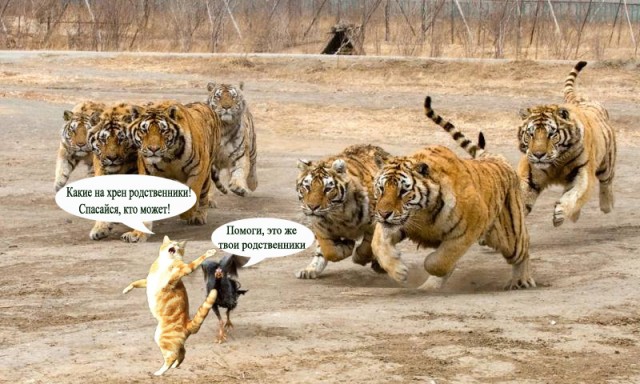 Кот поёт
