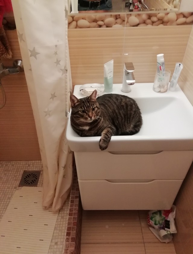 Житие одного кота. В фотографиях. Вторник же...