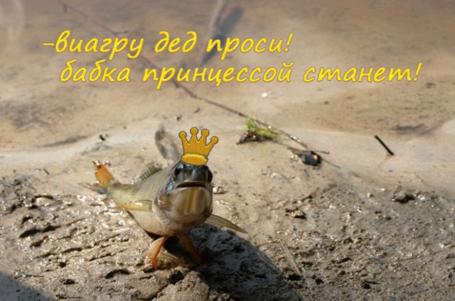 Фотожаба: "Чо?"