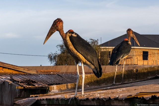 Кампала: африканская *опа, которая лучше Питера и комфортнее Томска