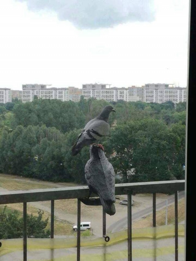 Редчайшие фотослучайности