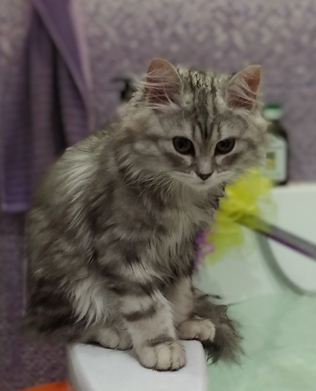 Котовторник!