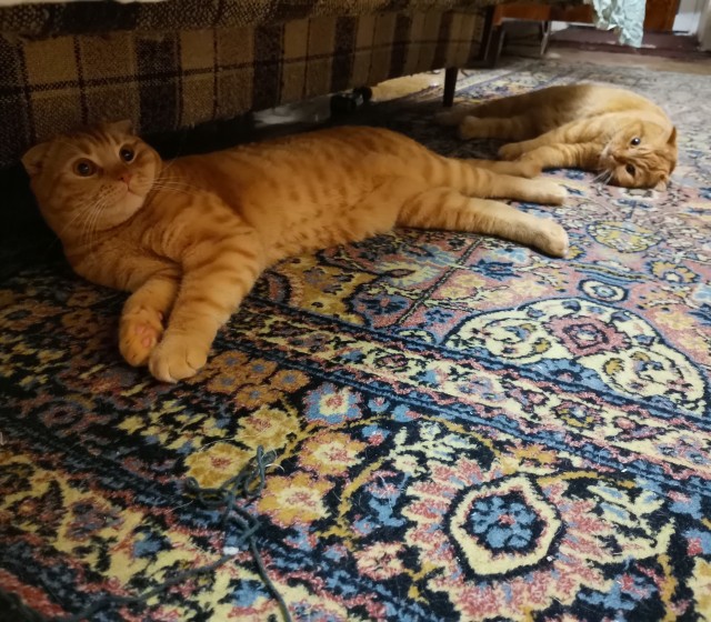 Котовторник же!