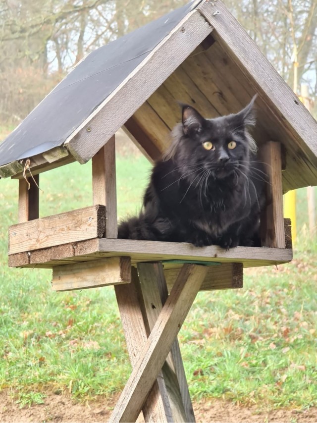 Котовторник же!