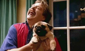 Кот и мопс расслабились