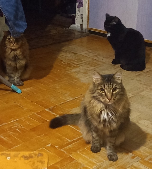 Котовторник же очередной