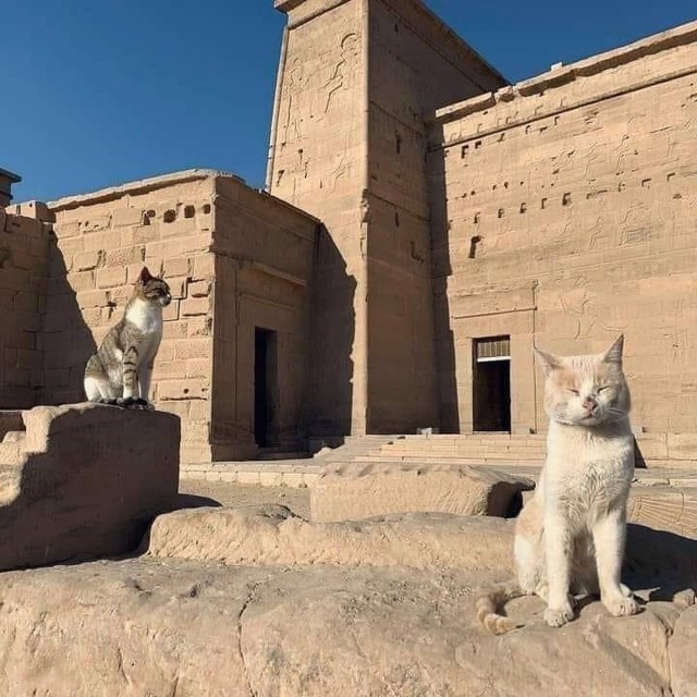 Разные котики