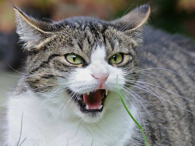 Разные котики