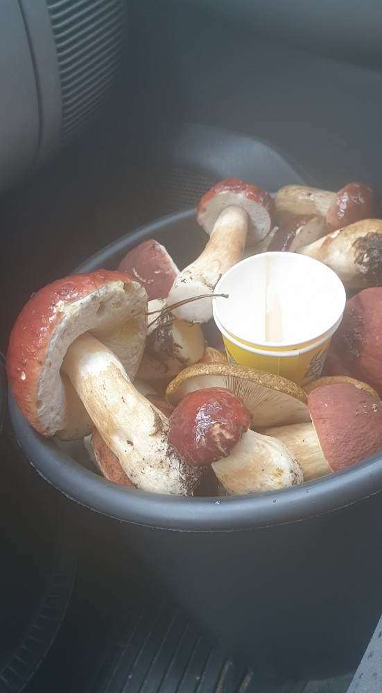 На море за грибами