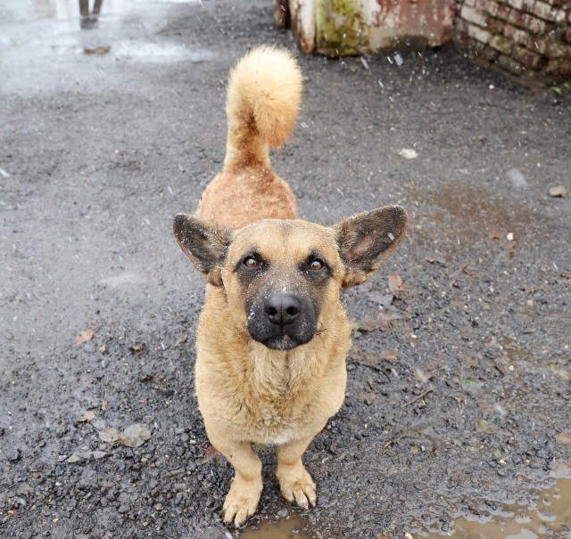 Подборка диких помесей собак