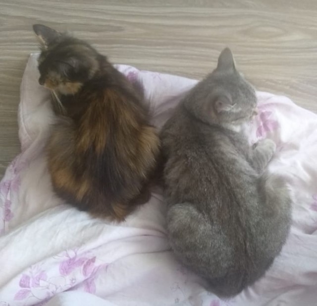 День кота.
