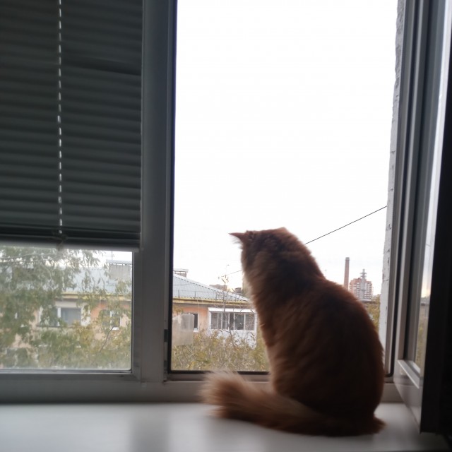 Котовторник так котовторник
