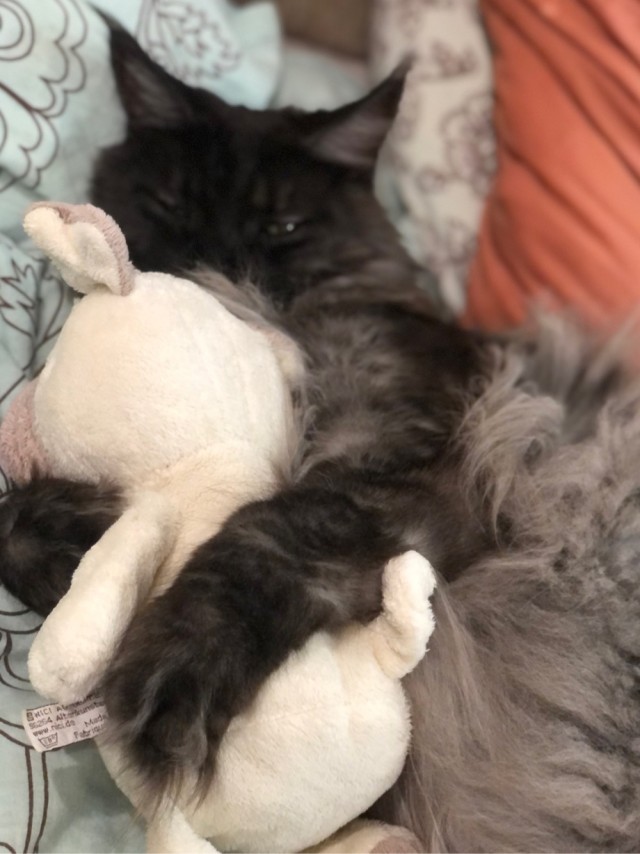 Кот Мейн-кун: царь домашних кошек!