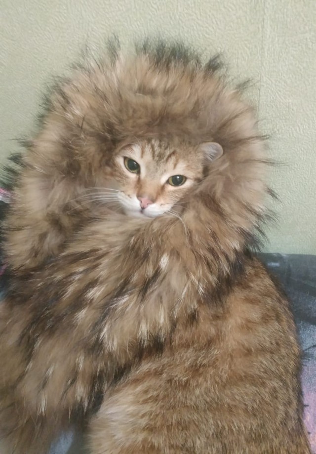 Котовторник - по расписанию!