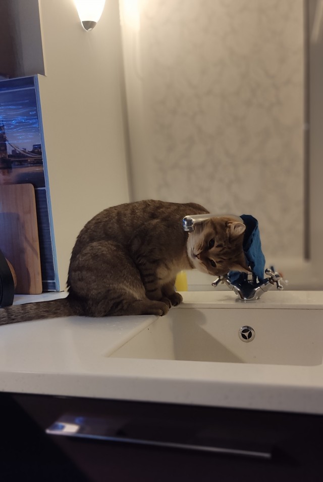 О котах