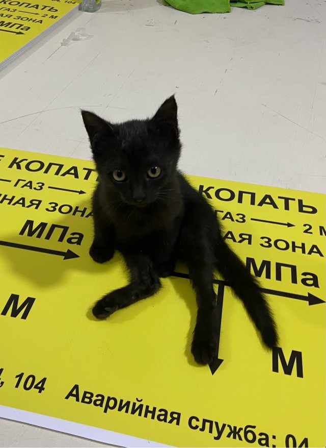 Ну, поехали в котоввторник!