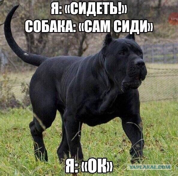 50 оттенков серого! Или самосвал баянов