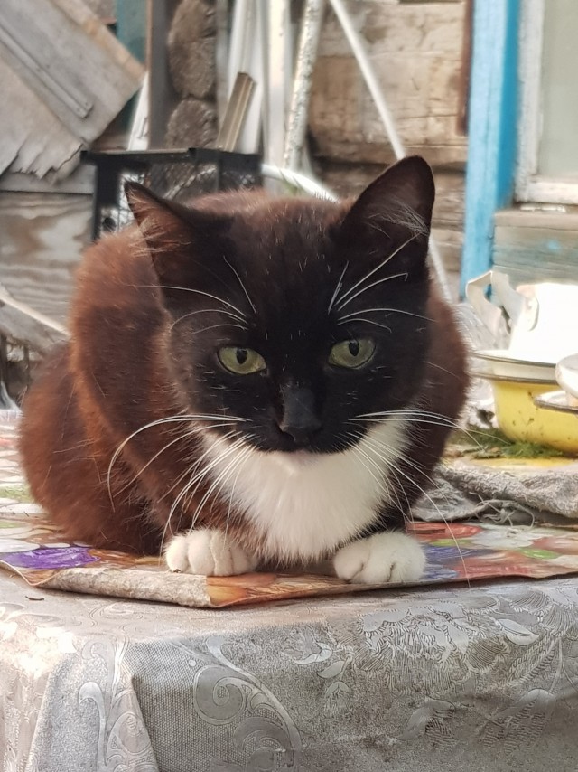 Начну котовторник чуть раньше!