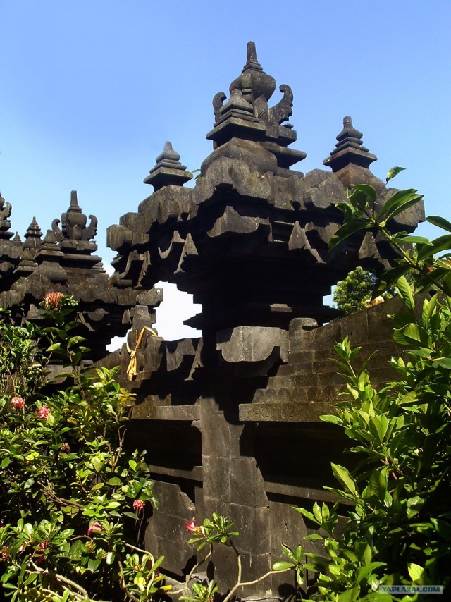 Они живут только 40 лет